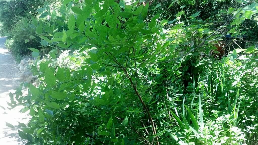  photo IMG_20140611_120159_zps35140131.jpg